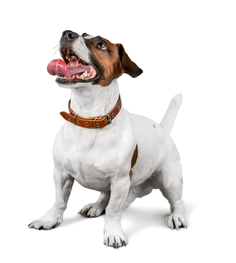 Jack Russell Terrier 