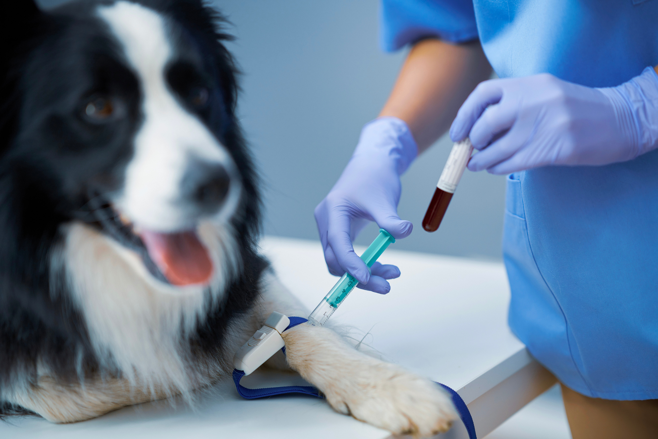 Female Vet Taking Blood Sample and Examining Dog in Clinic