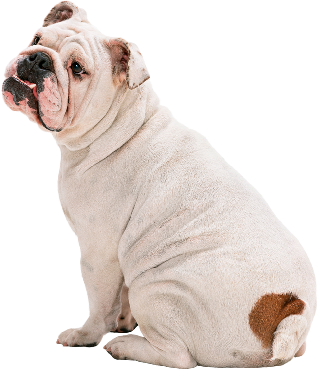 English Bulldog Png, Dog Sticker