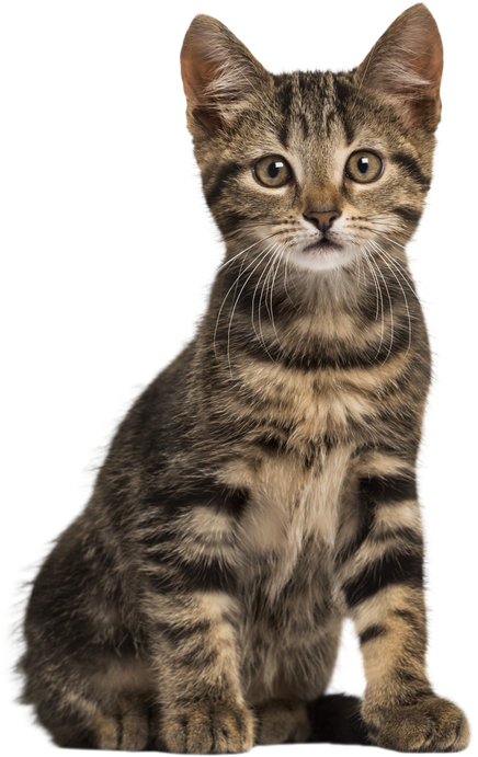 Cat PNG