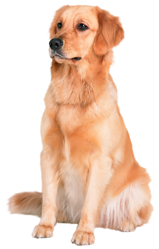 Golden retriever png, dog sticker