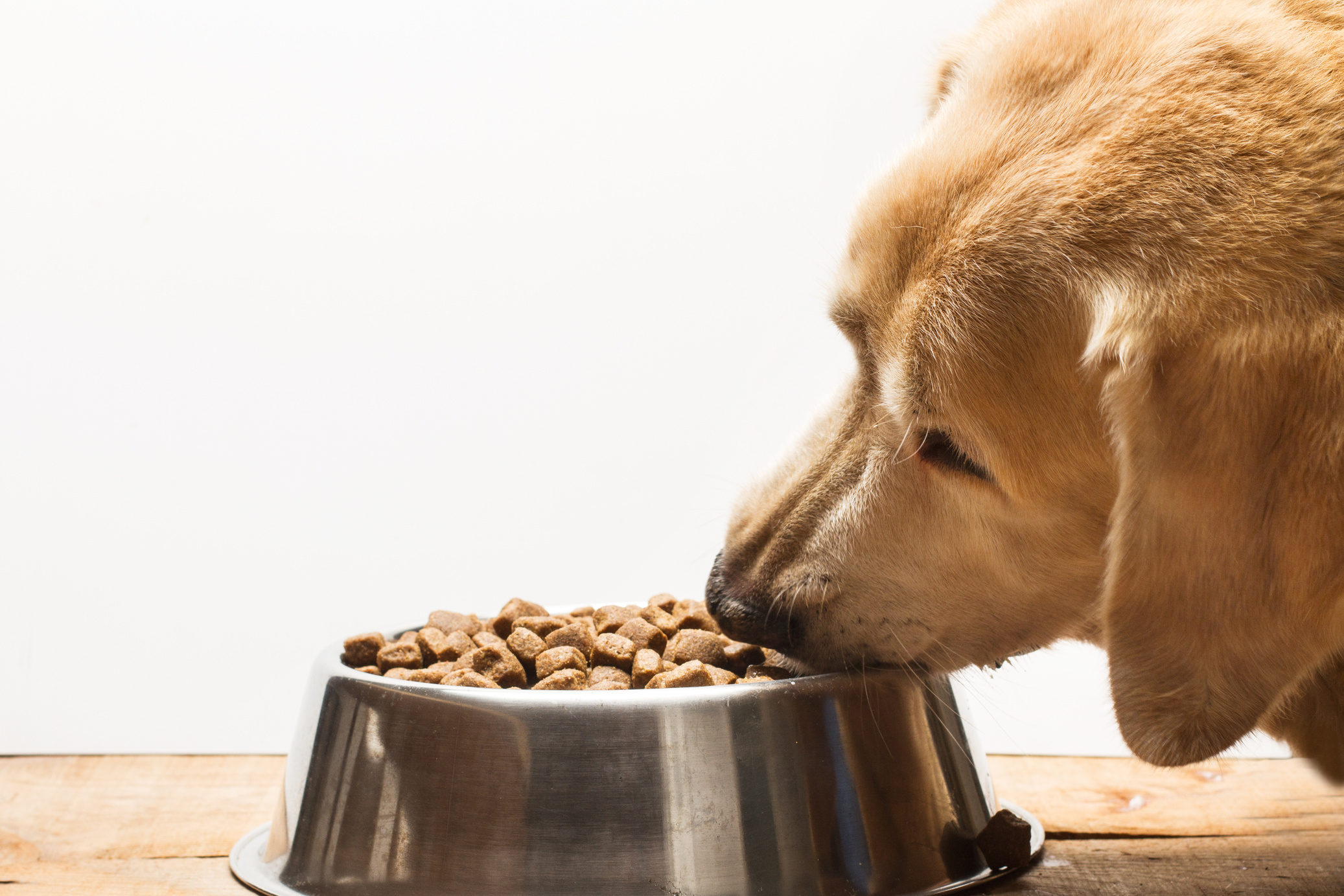 Labrador retriever dog eating